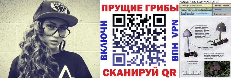 Галлюциногенные грибы Cubensis hydra как зайти даркнет состав где продают наркотики Нефтекумск